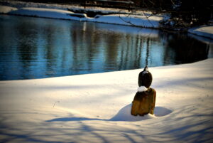 Stillness at the pond in winter